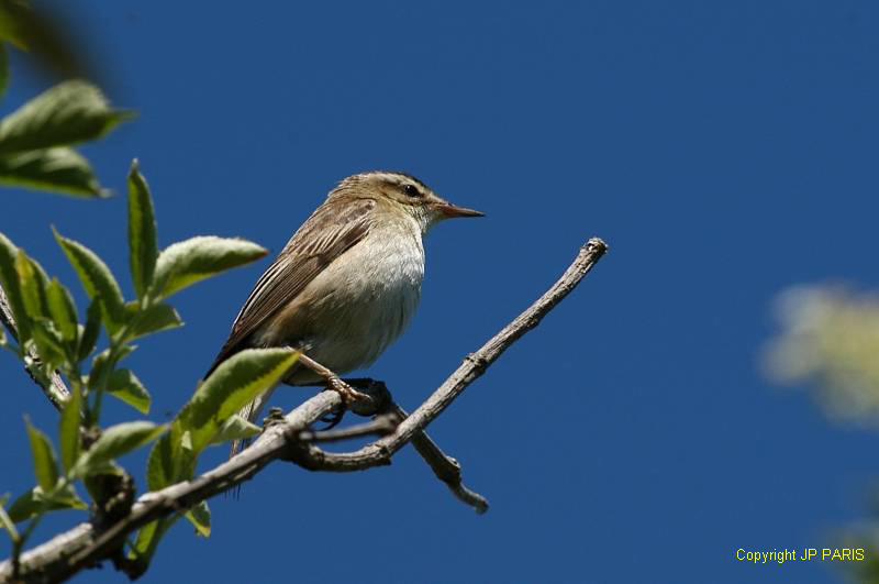 Acrocephalus schoenobaenus